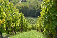 Agricultural vineyard. Free public domain CC0 photo.