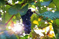 Closeup on red grape plant. Free public domain CC0 photo.