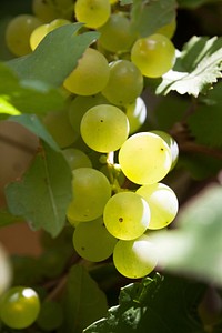 Closeup on green grape plant. Free public domain CC0 photo.