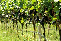 Agricultural vineyard. Free public domain CC0 photo.