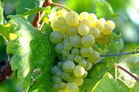 Closeup on green grape plant. Free public domain CC0 photo.