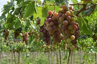 Closeup on red grape plant. Free public domain CC0 photo.