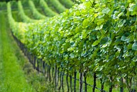 Rows of grape vines. Free public domain CC0 photo.