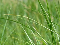 Green grass. Free public domain CC0 image