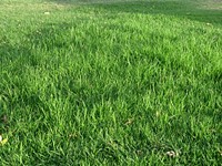 Green grass field. Free public domain CC0 photo.