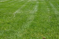 Green grass field. Free public domain CC0 photo.