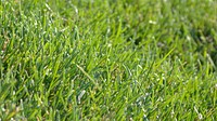 Green grass field. Free public domain CC0 photo.