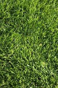 Grass photo. Free public domain CC0 image.