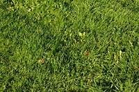 Green grass field. Free public domain CC0 photo.