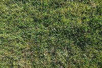 Green grass. Free public domain CC0 image