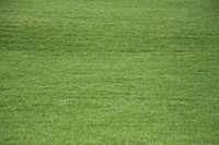 Green grass field background. Free public domain CC0 photo.