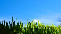 Green grass with blue sky. Free public domain CC0 photo.