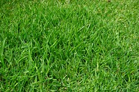 Green grass field. Free public domain CC0 photo.