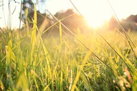 Close up green grass with sunlight. Free public domain CC0 photo.