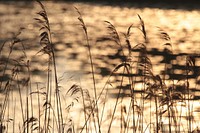 Beautiful sunset time in Friesland. Free public domain CC0 photo.