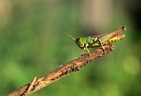 Grasshopper photo. Free public domain CC0 image.