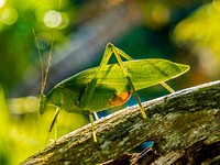 Grasshopper photo. Free public domain CC0 image.