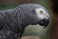 African grey parrot bird. Free public domain CC0 image.