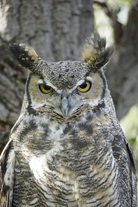 South American great horned owl. Free public domain CC0 photo.