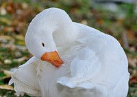 White domestic goose itching itself. Free public domain CC0 image.