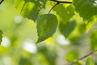 Leaf background. Free public domain CC0 photo.