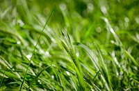 Green grass. Free public domain CC0 image