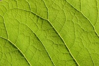 Botanical leaves, nature. Free public domain CC0 photo