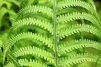 Fern background. Free public domain CC0 image.