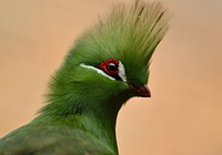 Knysna turaco, bird photography. Free public domain CC0 image.