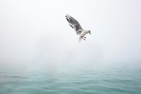 Flying seagull close up. Free public domain CC0 photo.