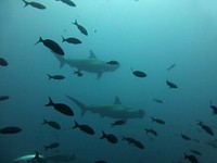 Shadow of sharks underwater. Free public domain CC0 photo/image.