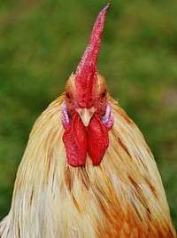 Rooster, poutry industry. Free public domain CC0 photo.