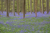 Purple hyacinth in forest. Free public domain CC0 photo.