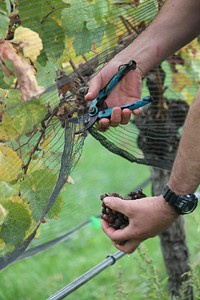 Grapes at vineyard. Free public domain CC0 image.