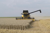 Agricultural wheat field. Free public domain CC0 photo.