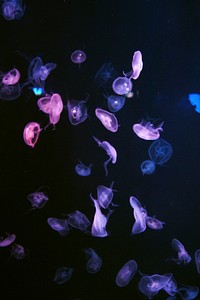 Beautiful bright floating jellyfishes. Free public domain CC0 image.