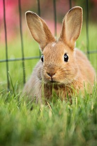 Cute rabbit on the field. Free public domain CC0 image.