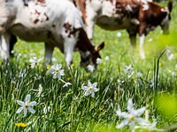 Cow grazing in farm. Free public domain CC0 photo.