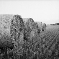 Agricultural wheat field. Free public domain CC0 photo.