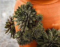 Succulent background. Free public domain CC0 image.