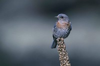 Small bird perched on tree, wildlife photography. Free public domain CC0 image.