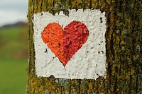 Heart sign on a tree. Free public domain CC0 photo.