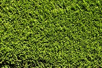 Green grass field. Free public domain CC0 photo.