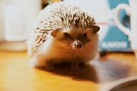 Hedgehog background. Free public domain CC0 image.