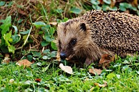 Hedgehog background. Free public domain CC0 photo.