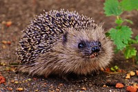 Cute hedgehog, animal image. Free public domain CC0 photo.