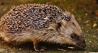 Cute hedgehog, animal image. Free public domain CC0 photo.