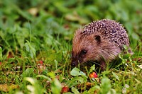 Cute hedgehog, animal image. Free public domain CC0 photo.