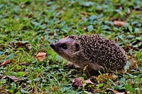 Hedgehog background. Free public domain CC0 image.