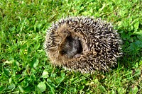 Hedgehog background. Free public domain CC0 photo.